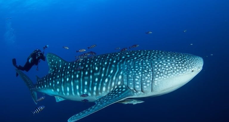 Requin Baleine
