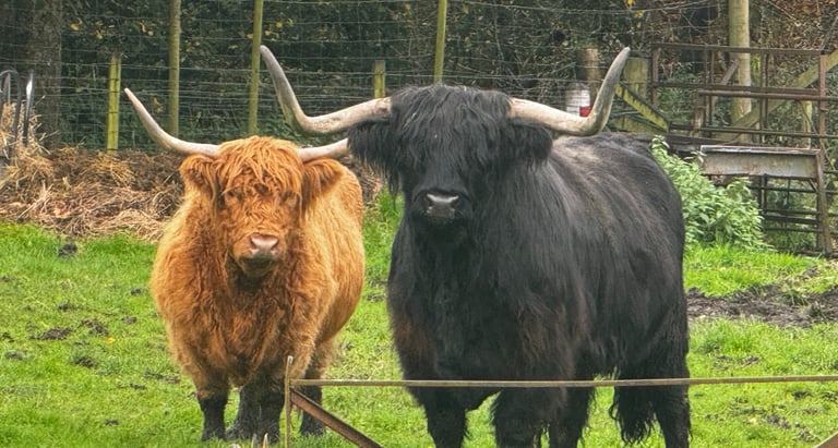 two cows standing next to each other in a field