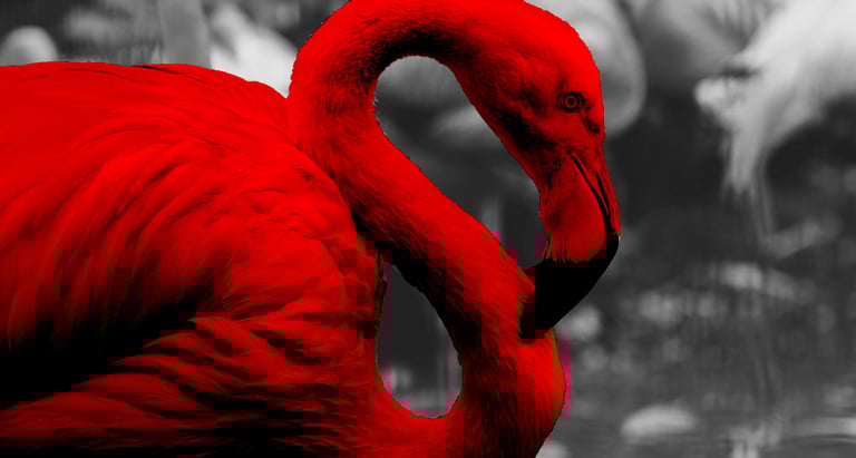 A striking image of a flamingo, rendered in vibrant red against a black-and-white background