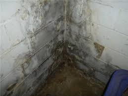basement mold removal service