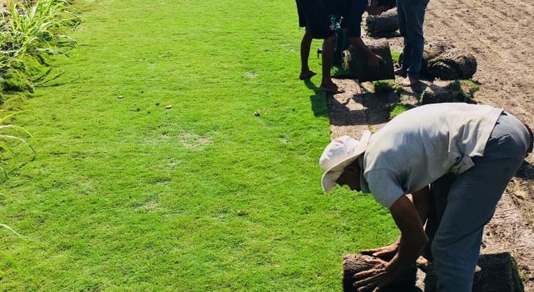 lawn grass suppliers in Telangana