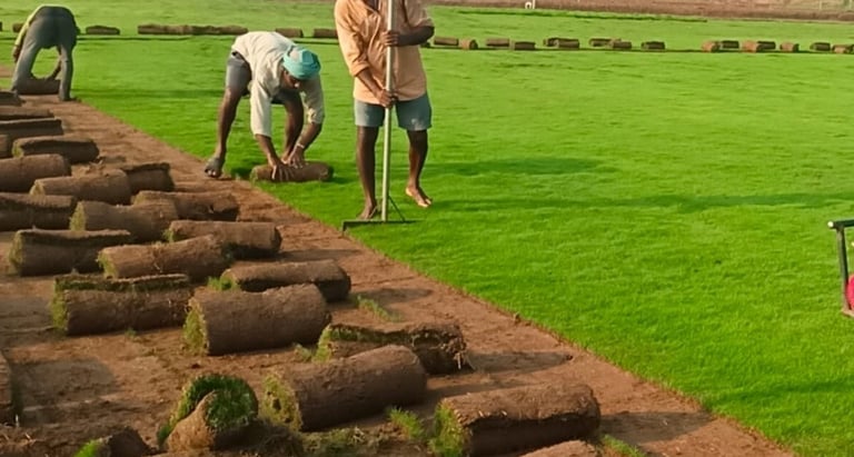 lawn grass suppliers Vijayawada