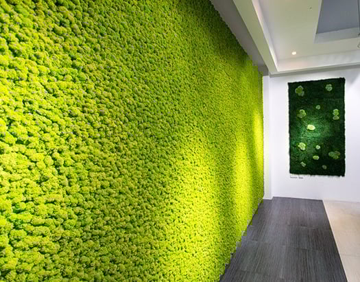 lawn grass suppliers in Rajahmundry