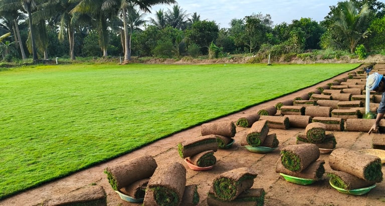 lawn grass suppliers Andhra Pradesh