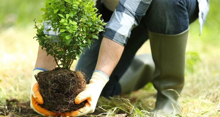 lawn grass suppliers in Vijayawada