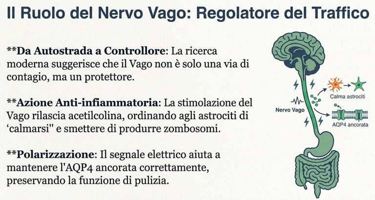 ruolo del ervo vago
