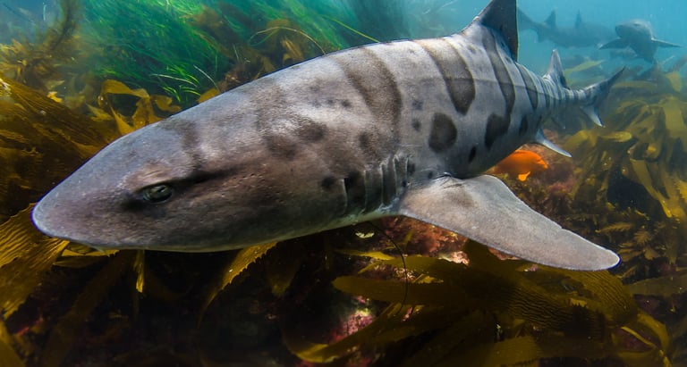 gros plan sur un requin léopard dans des algues