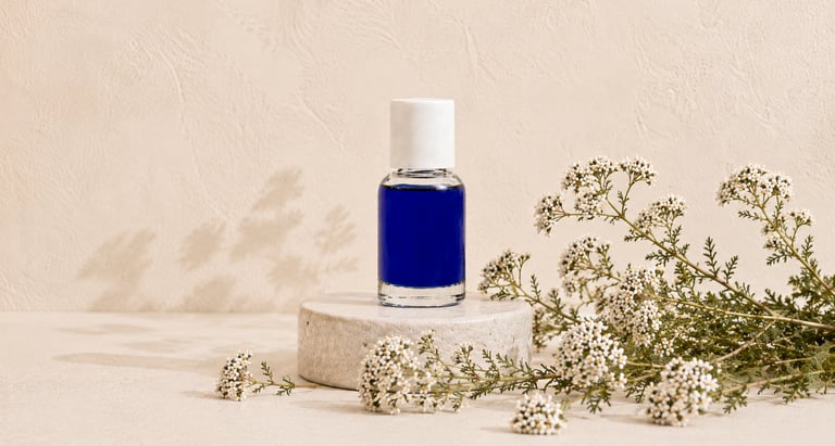 Achillea millefolium flowers beside deep blue yarrow essential oil