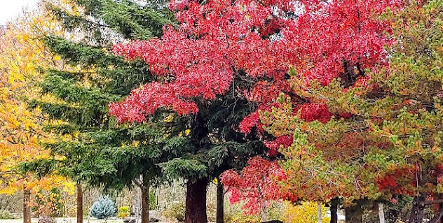 Roseburg - surrounded by nature, trees, rivers, and mountains