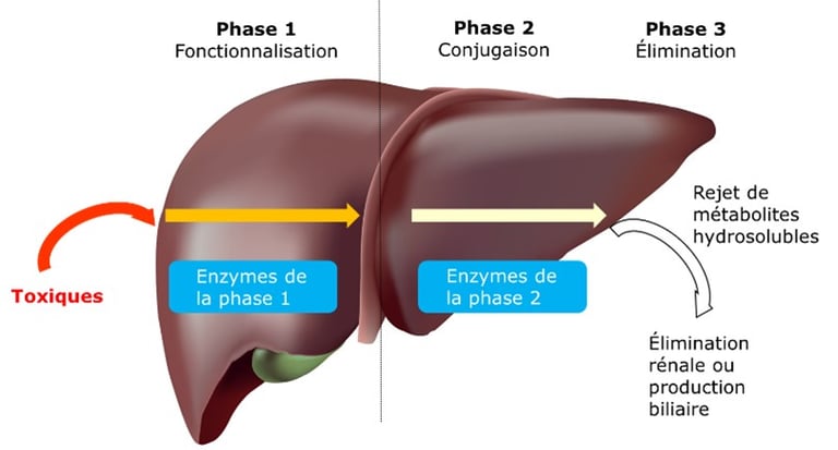 détoxification hépatique