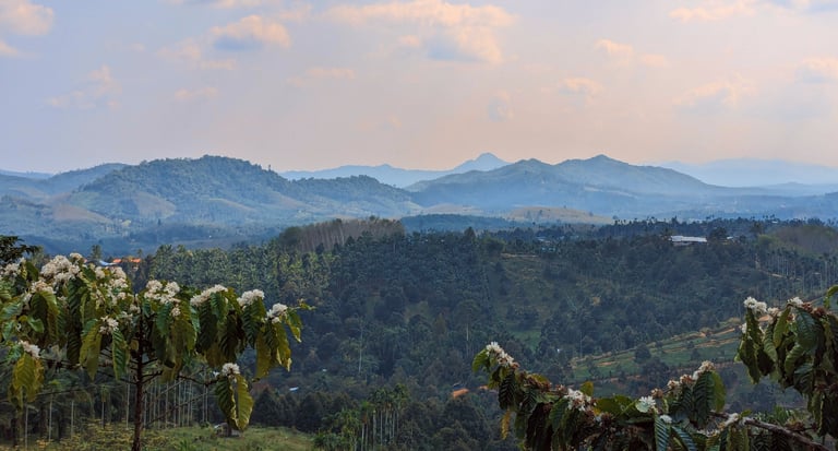 Café, Tasae Chumphon