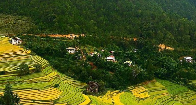 backdrop_view_of_rice_terraces_in_paro_during_spring_time
