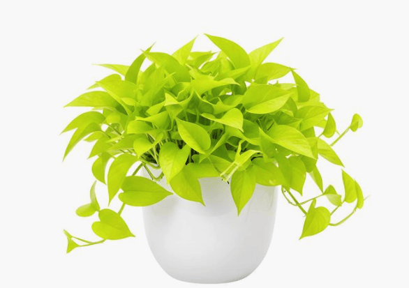Neon green pothos