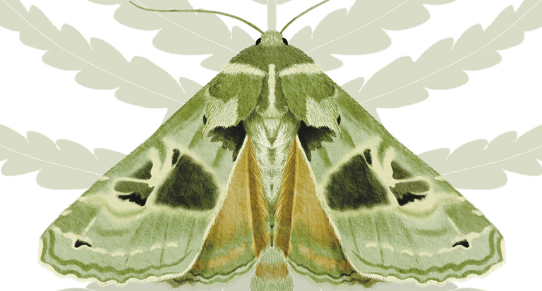 Ilustração naturalista de mariposa verde em aquarela inspirada na natureza