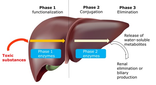 liver detoxification