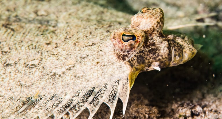 Flounder
