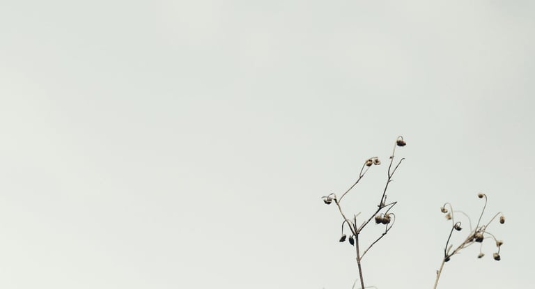 image of a plat with grey sky reflecting energy medicine