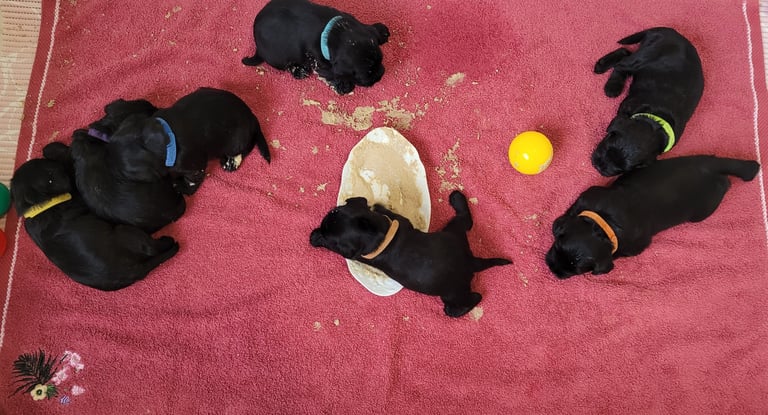 Chiots Schnauzer nain noir