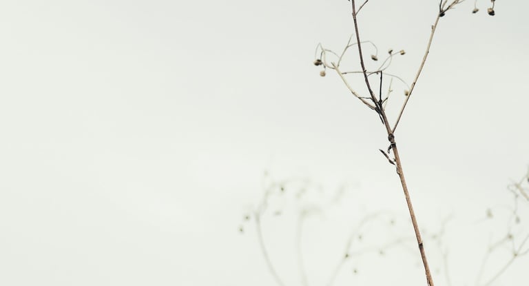 image of a plat with grey sky reflecting energy medicine