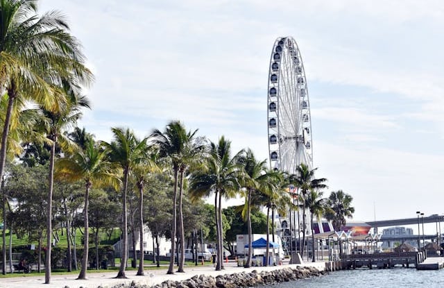 Roda-gigante branca e fileira de palmeiras à beira-mar em Miami