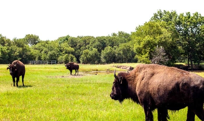 Lancaster Ranch - Beautiful Pastures