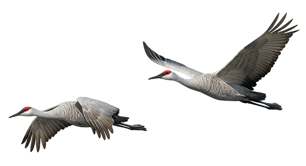 Two Sandhill Cranes with red heads in mid-flight