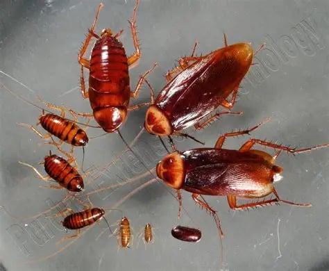 American cockroaches at various life stages, including adults, nymphs, and an egg case.
