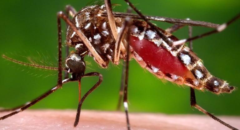 Macro shot of an Aedes aegypti mosquito with a blood-filled abdomen biting human skin.