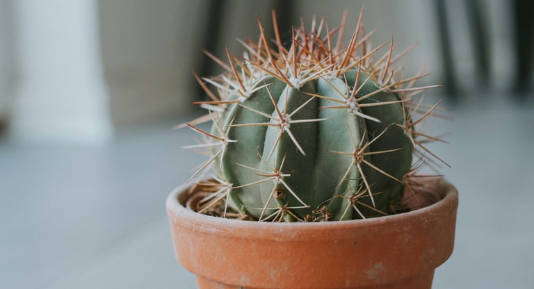 Cactus in pot