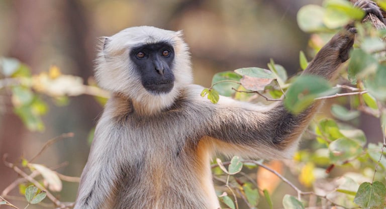 langur dans le pa National de Bardiya