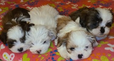 A litter of Designer Breed Mal-Shi Puppies in Texas.