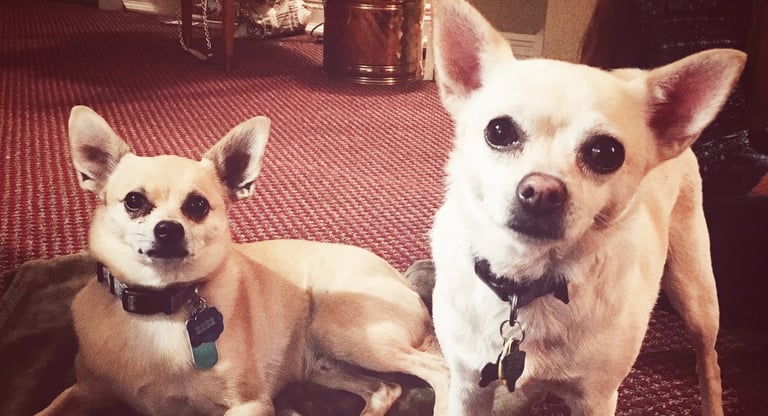 Two white chihuahuas on a cozy blanket in Carbondale, Colorado. Photo by Robin Arthur of Robin Can Do It!
