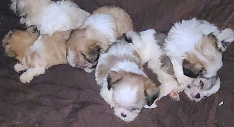 Five Registered Designer Breed Mal-Shi Pups laid on Brown blaket