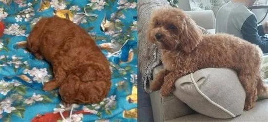 two maltipoo puppies