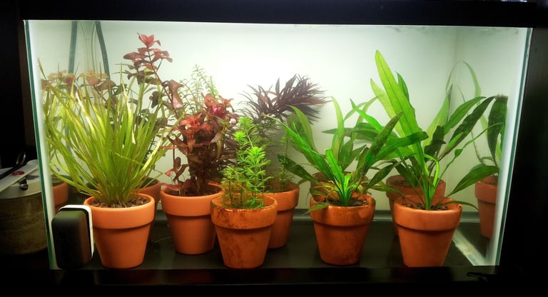 potted aquarium plaants