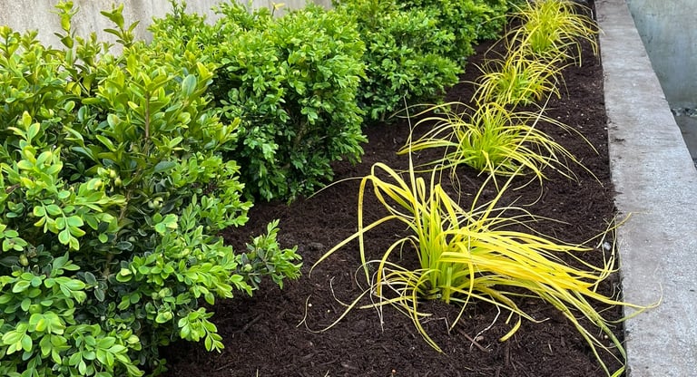Boxwoods with Sedges