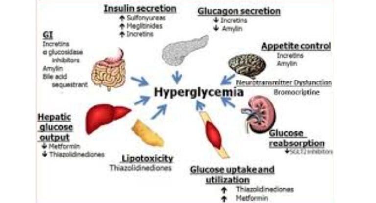 a diagram of the human body organs and hypoglcemia