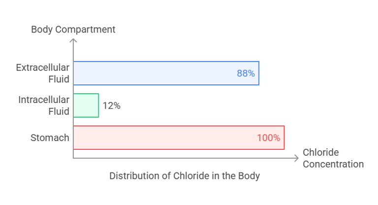 chloride body distribution