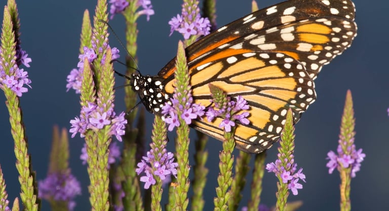 The Underutilized Benefits of Vervain www.naturalmedicineheals.com