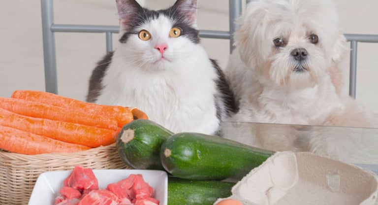 Comida natural para gato e cães day care pet
