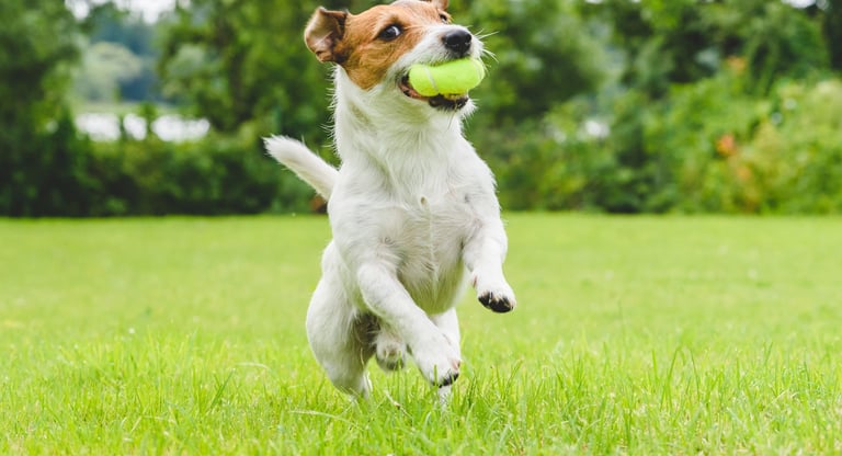 Franquia de Day Care Pet e Recreação Canina