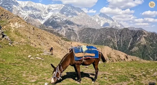 Pony at Triund top with mountain views.