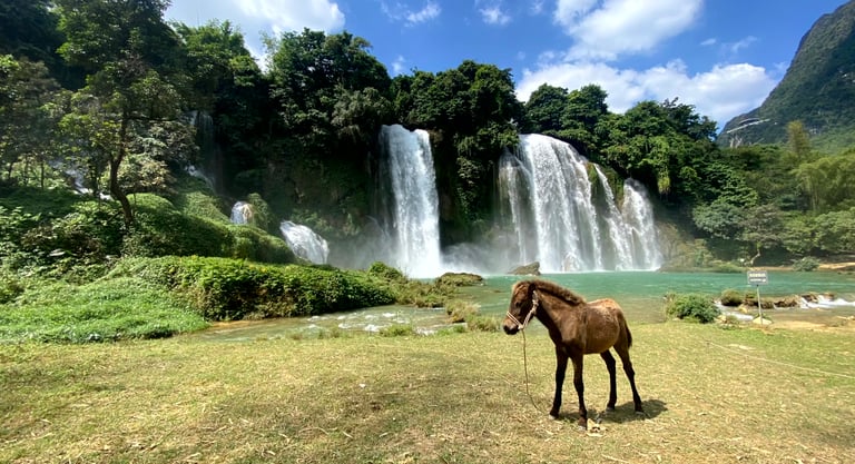 a horse standing in front of a waterfall