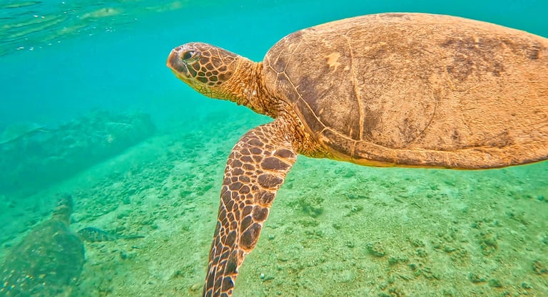 A green sea turtle swimming through tropical turquoise ocean water over a sandy seabed.