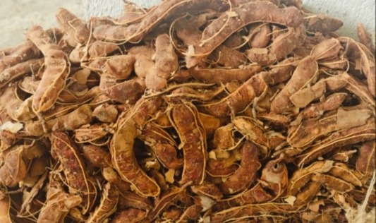 Naturally Sun-Dried Tamarind with Seed from Forest and Rural Areas of India