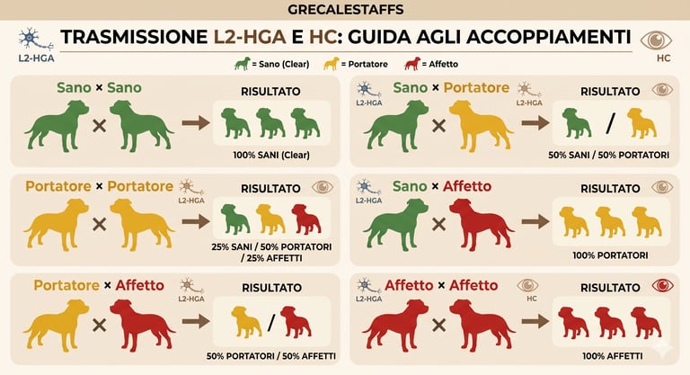Tabella trasmissione genetica L2-HGA e HC. Schema accoppiamenti Staffordshire Bull Terrier.