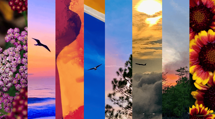 a series of six different images of flowers