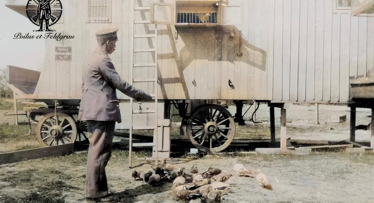 Les pigeons voyageurs et éclaireurs