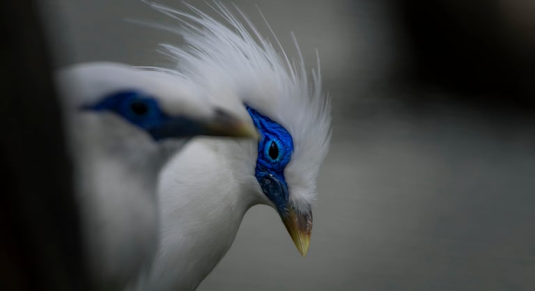 Close-up of a Bali Myna bird featuring its distinct white feathers and vibrant blue eye patch.