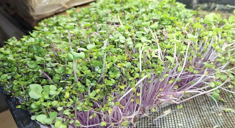 Fresh organic radish microgreens with vibrant purple stems and green leaves growing in a tray.